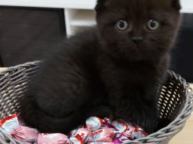 Britisch Kurzhaar Katzen Sehr Süss