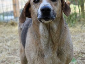 Willow sucht ihr Zuhause in Deutschland