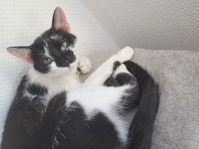 Katzenmädel abzugeben