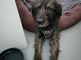 Wooly braucht ein Zuhause bei hundeerfahrenen Menschen