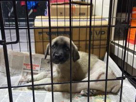 Kangal mix welpe sucht ein für immer zuhause