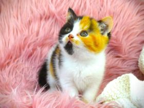 BKH & BLH mit Stammbaum - Wurfankündigung 2025-