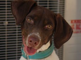 Jona, geb. ca. 11/2022, lebt in GRIECHENLAND, auf einer privaten Pflegestelle