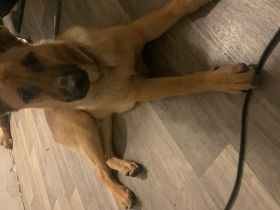 Mex sucht ein Zuhause