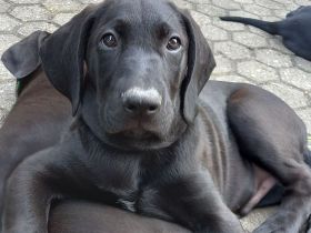 Süße Hundewelpen zu vermitteln, Geburtsdatum 30.07.2023, Abgabe ab sofort. Die Tiere waren erst kürz