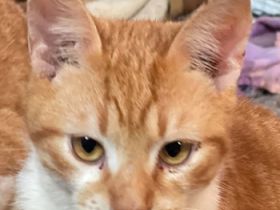 Robert, geb. ca. 02/2020, lebt in GRIECHENLAND, auf einer privaten Pflegestelle