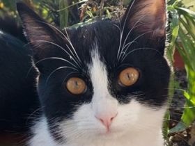 Tommy, geb. ca. 07/2023, lebt in GRIECHENLAND, auf einer privaten Pflegestelle