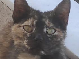 Tartougia, geb. ca. 04/2022, lebt in GRIECHENLAND, auf einer privaten Pflegestelle