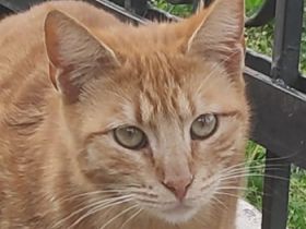 Sundy, geb. ca. 04/2021, lebt in GRIECHENLAND, auf einer privaten Pflegestelle