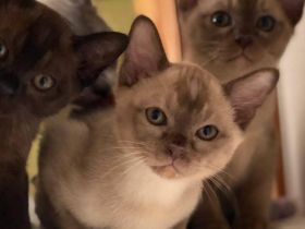 Burma Kitten REINRASSIG!!!