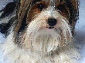 Deckrüde Biewer Yorkshire Terrier