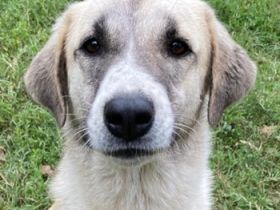 Monya, geb. ca. 10/2021, lebt in GRIECHENLAND, im städt. Tierheim Serres