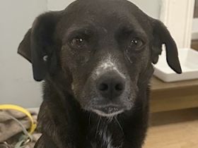 Nera, geb. ca. 09/2021, lebt auf einer Pflegestelle in 12555 Berlin