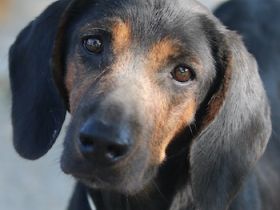 Priska, geb. ca. 08/2021, lebt in GRIECHENLAND, im städt. Tierheim Serres