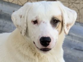 Tamura, geb. ca. 02/2022, lebt in GRIECHENLAND, im städt. Tierheim Serres