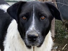 Yaska, geb. ca. 02/2022, lebt in GRIECHENLAND, im städt. Tierheim Serres