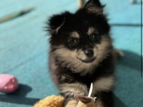 Pomeranian zwergspitz welpe