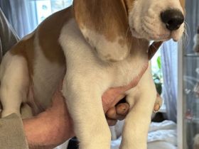 Beagles aus dem Erzgebirge