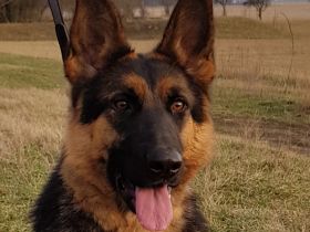 hübsche Schäferhündin mit Pap. abzugeben