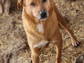 Nanachi, freundlich, lebhaft, ein aktiver grosser Hund, wer gibt ihm ein schönes Zuhause?