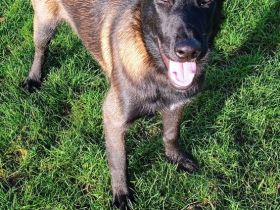 Belgischer Schäferhund Mali