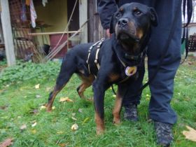 Wo sind die Rottweiler-Fans? Elrik sucht dringend eine neue Bleibe
