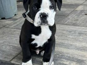 Continental Bulldog Welpe, 14 Wochen alt aus kontrollierter liebevoller Zucht, mit FCI Stammbaum