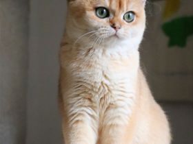 BKH Goldene Kätzchen