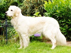 Famous Gold of Glory