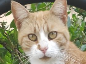 Rosaya, geb. ca. 04/2019, lebt in GRIECHENLAND, auf einer privaten Pflegestelle