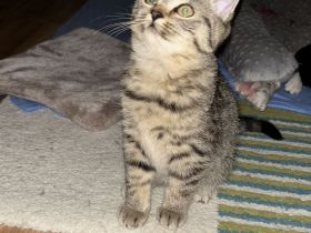 BKH Bengale Siam Mixe