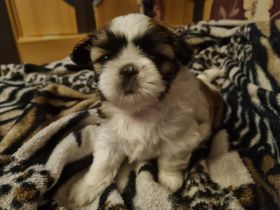 Shih tzu welpen zu Verkaufen