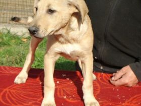 Zoli- Labrador Mix- Rüde- ca 55cm