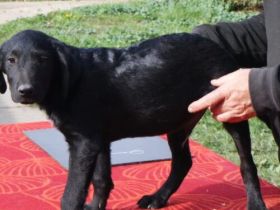 Tomi-LabradorMix-Rüde-ca 55cm