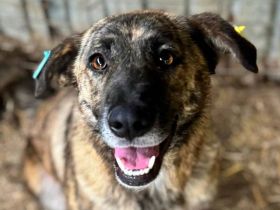 JOELINA  ca.3 1/2-jährige, super liebe, verschmuste Hündin, ca. 49 cm,