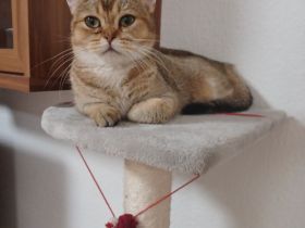 BKH Katze zum abgeben