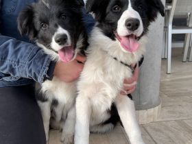 Border Collie Welpen FCI