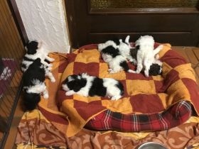 Labradoodle medium Harlekin Welpen