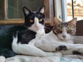 Cosimo und Oye