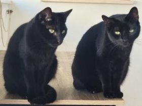 Suri und Kilo