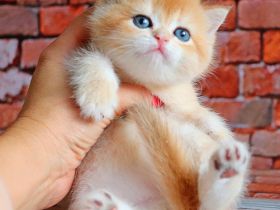 Britisch Kurzhaar Katzen mit Stammbaum und Gesundheitszeugnis