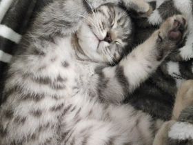 verkaufe bkh baby katze 13 wochen alt