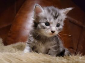 unser D-Wurf ist da - 7 Maine Coon Kitten in ganz unterschiedlichen Farben - mit Stammbaum