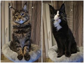 Maine-Coon-Katzen mit blauen Augen (mit Stammbaum)