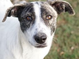 Mea, geb. ca. 11/2022, lebt in GRIECHENLAND, im städt. Tierheim Serres