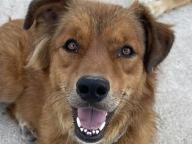 April, geb. ca. 06/2021, lebt in GRIECHENLAND, im städt. Tierheim Serres