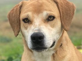 Cece, geb. ca. 12/2019, lebt in GRIECHENLAND, im städt. Tierheim Serres