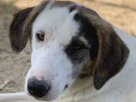 Colette, geb. ca. 02/2022, lebt in GRIECHENLAND, im städt. Tierheim Serres