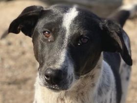 Janita, geb. ca. 06/2022, lebt in GRIECHENLAND, im städt. Tierheim Serres