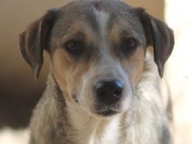 Lesta, geb. ca. 09/2019, lebt in GRIECHENLAND, auf einer privaten Pflegestelle